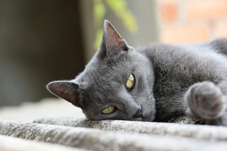 a gray cat lying on the ground looking off