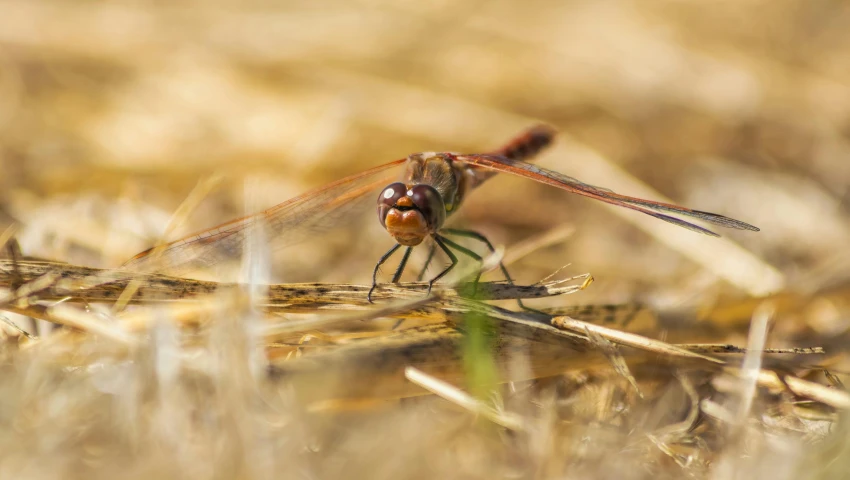 a close up of a dragon fly sitting on some grass