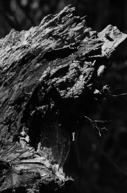 black and white pograph of tree bark in a forest