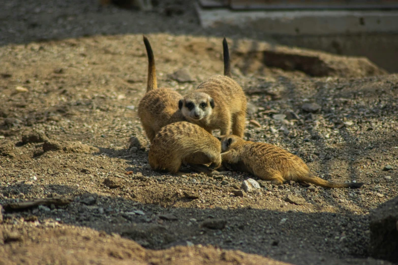 three meerkats are gathered around one another on the dirt