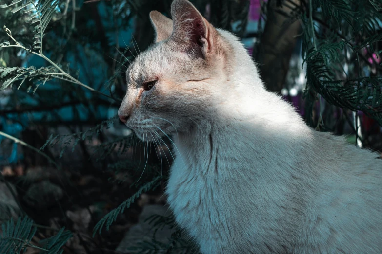 a cat that is sitting down in the shade