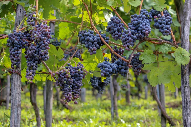 gs hang from a vine in an orchard