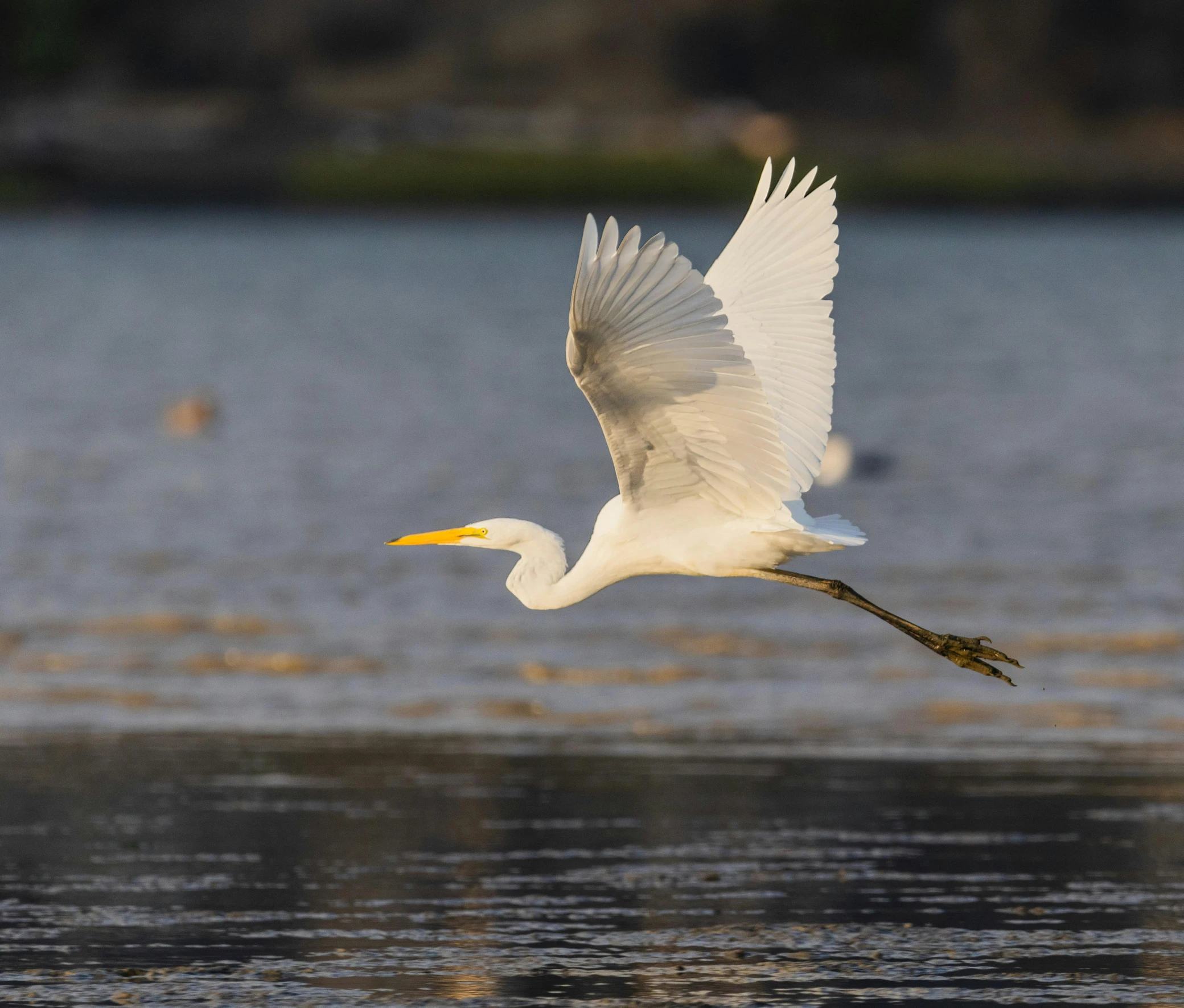 a bird flying above water with wings wide open