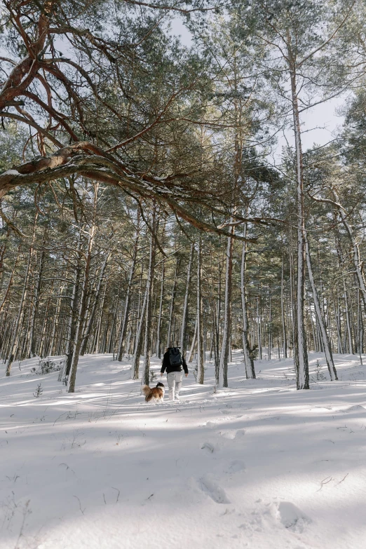 a person and a dog walking on a snowy path through a tree forest