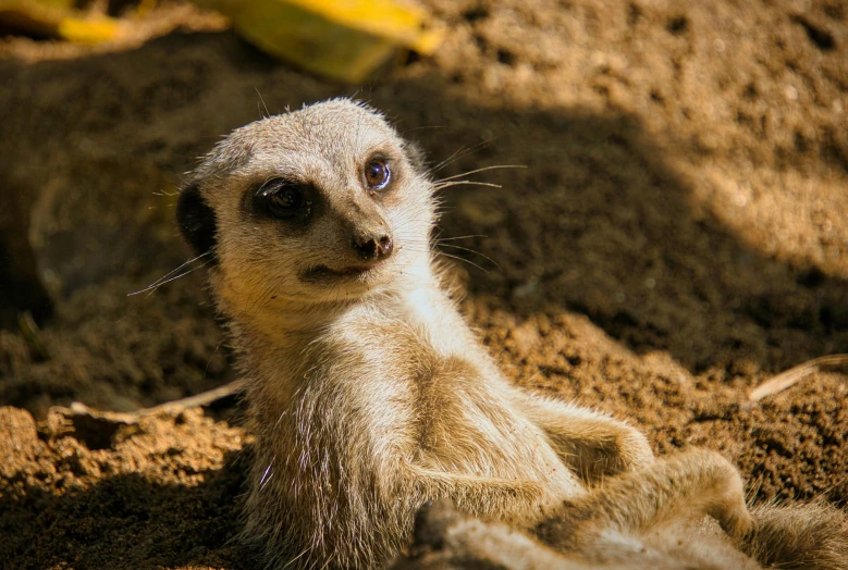 a meerkat with its tongue sticking out