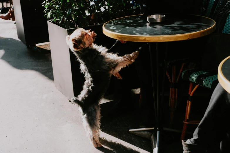 dog jumping up towards the table next to a small dog