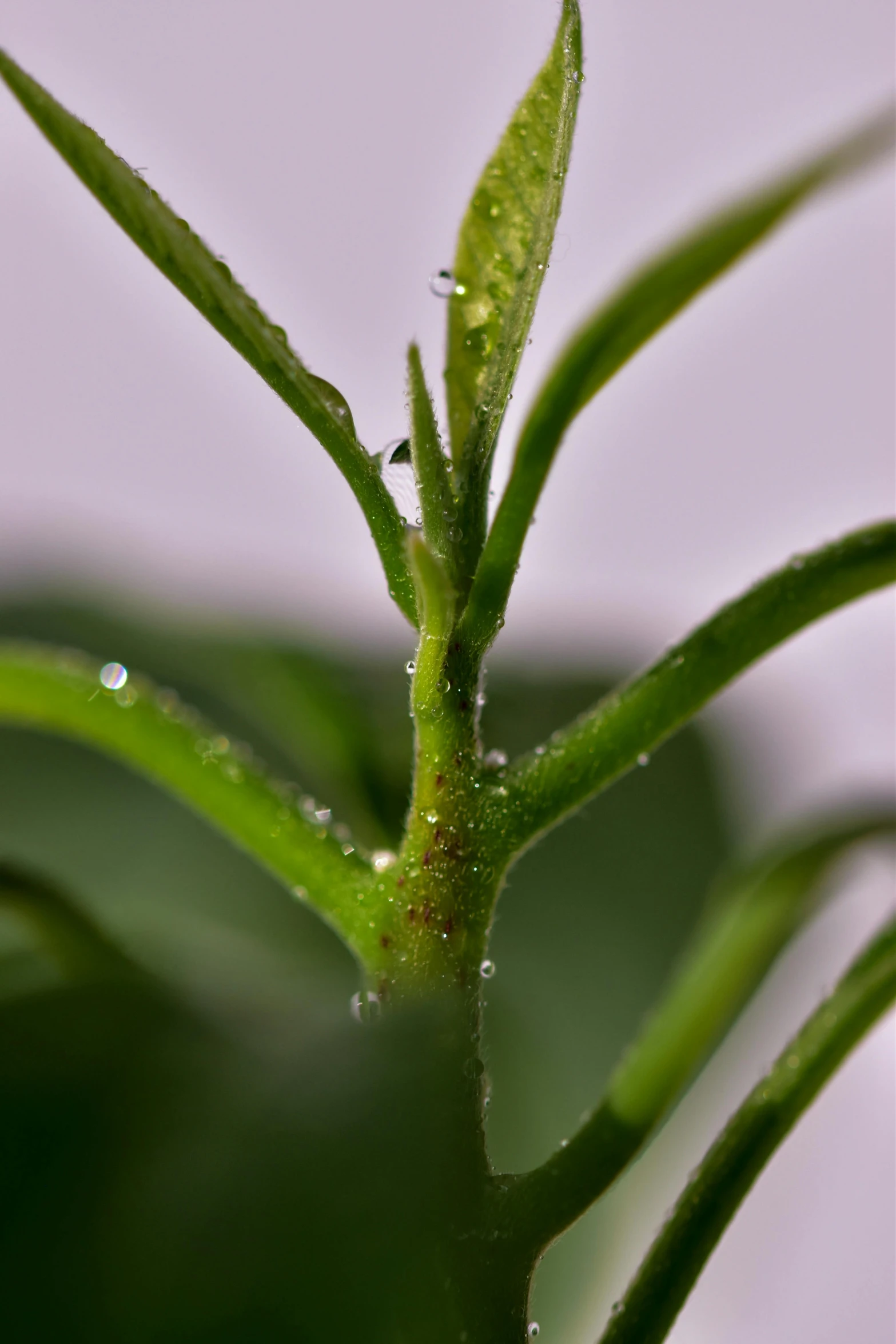 a plant with water drops coming off it's end