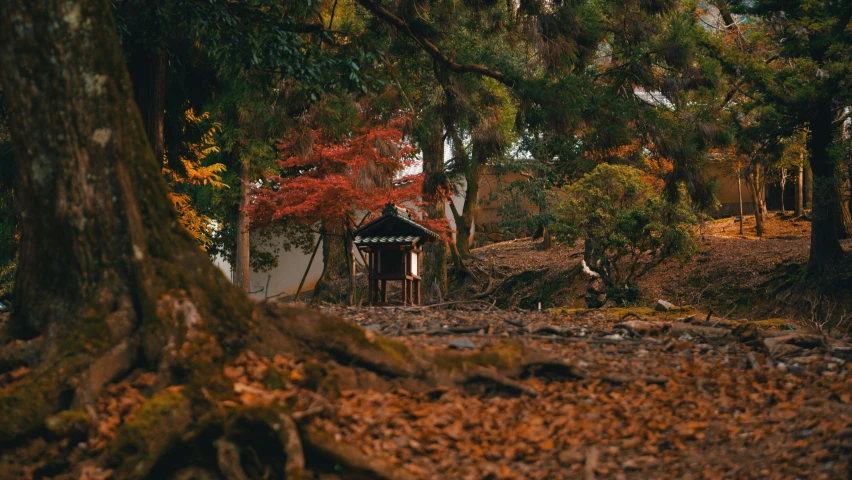 a tree trunk with moss growing on it is near an overhanging white building