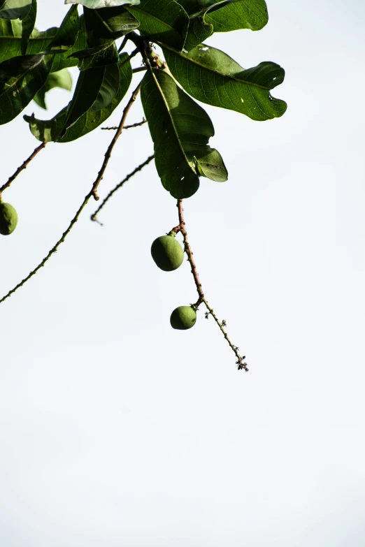 the green fruit is hanging on the tree nches