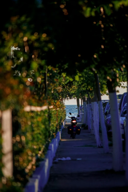 a motorcycle is seen between a row of bushes