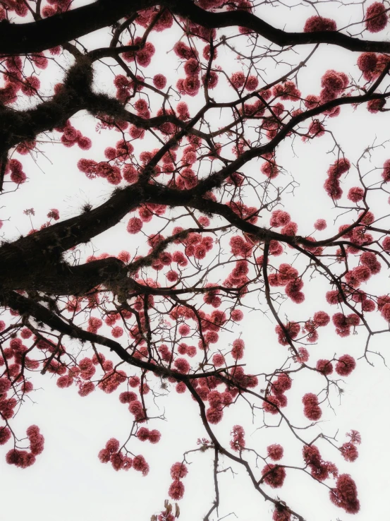 red blossoms and the nches of a tree