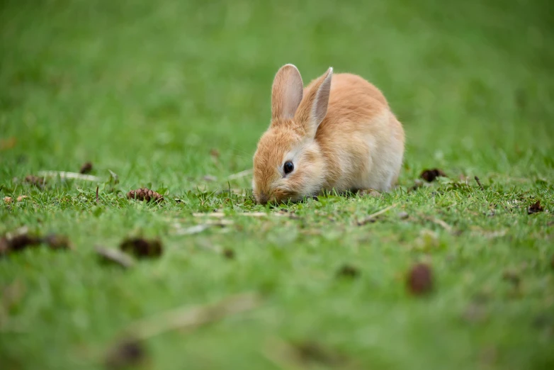 a small rabbit is eating grass on a field