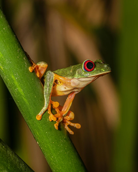 a red eyed frog with blue eyes is sitting on a leaf