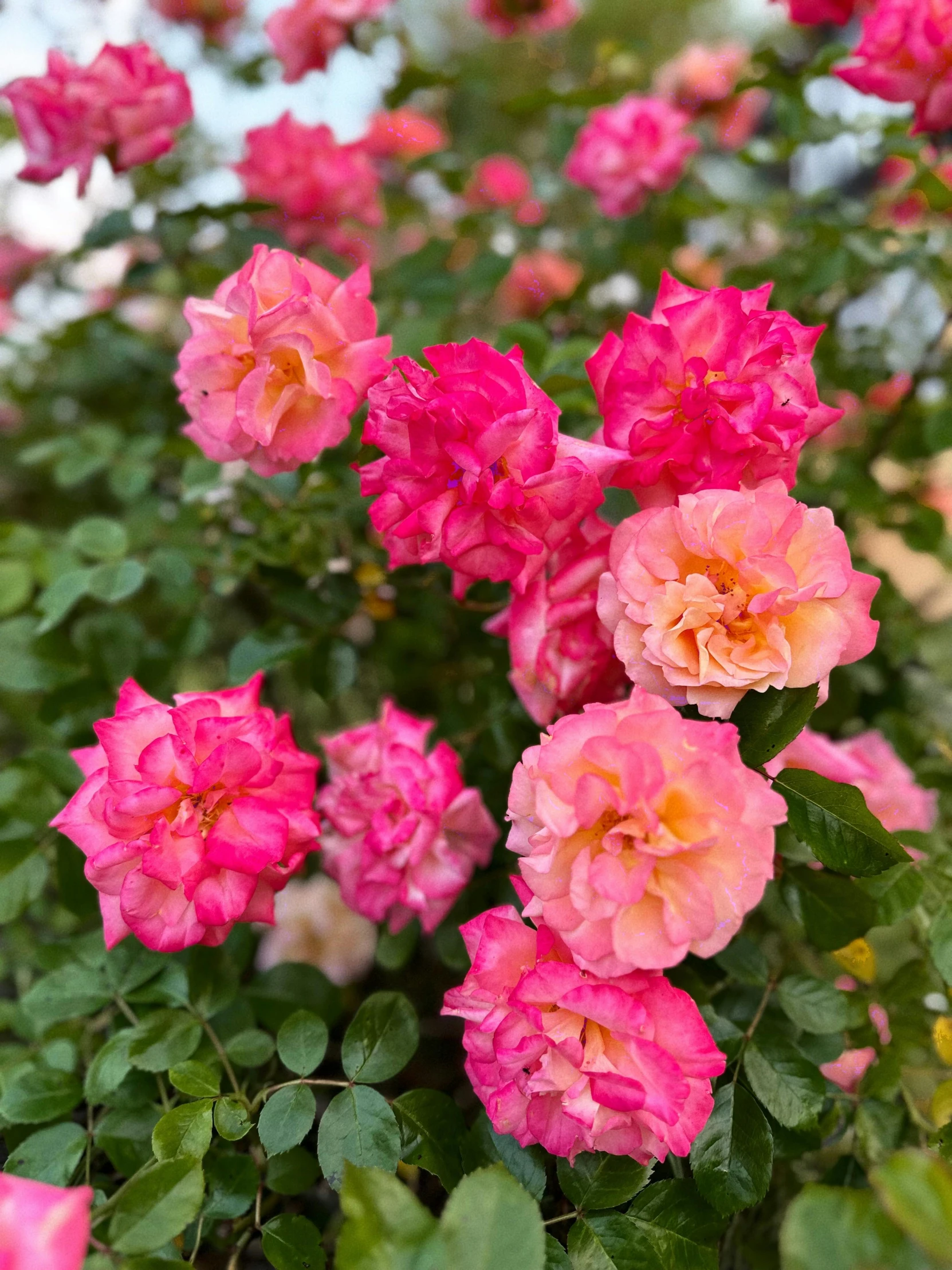 some pretty flowers are in a plant