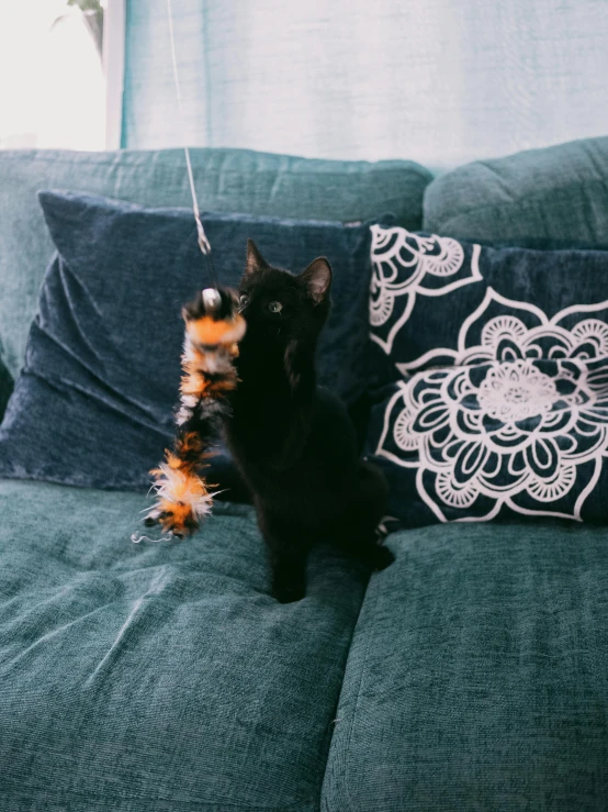 a cat on a green couch next to pillows