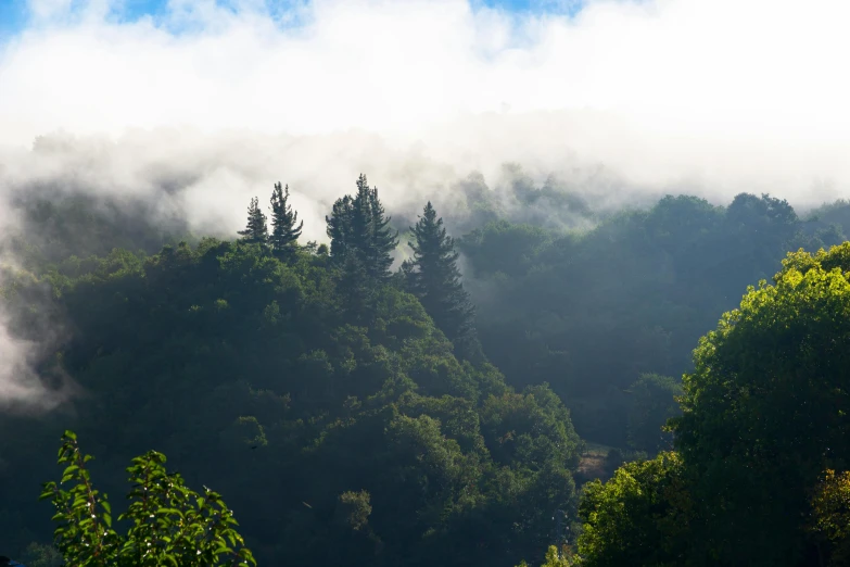 view of a group of trees on a misty day