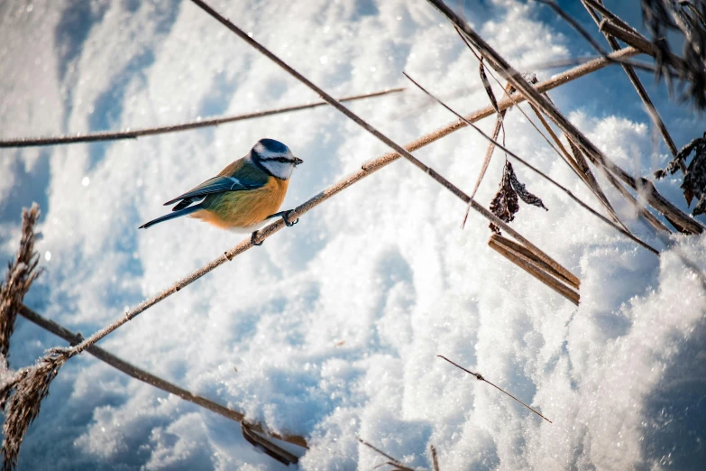 a bird perched on a barbed wire on the ground