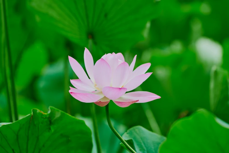 lotus flower blossom and green leaf in outdoor setting