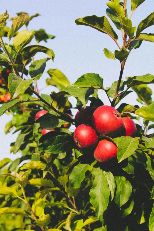 a group of ripe cherries are sitting in a tree