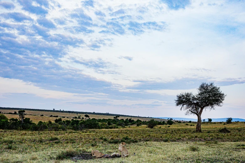 the view from a field across the trees