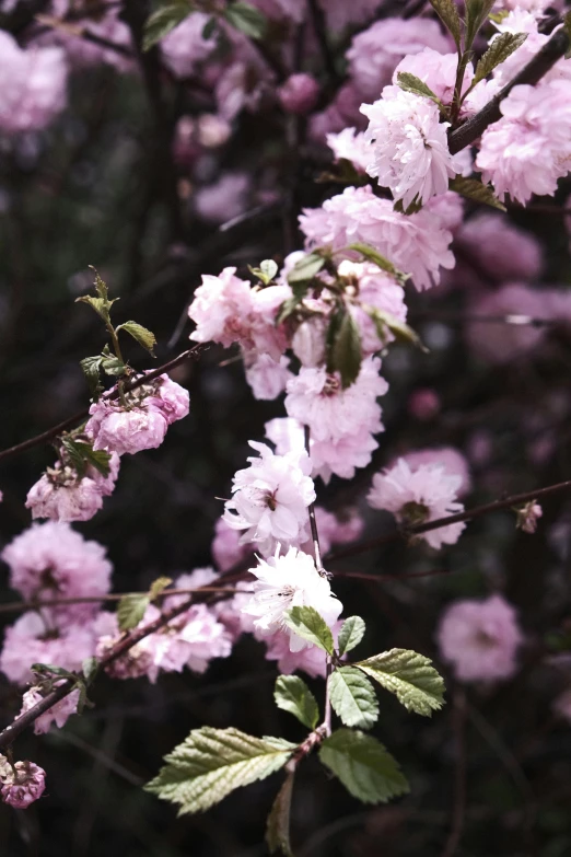 pink flowers are blooming on the nches