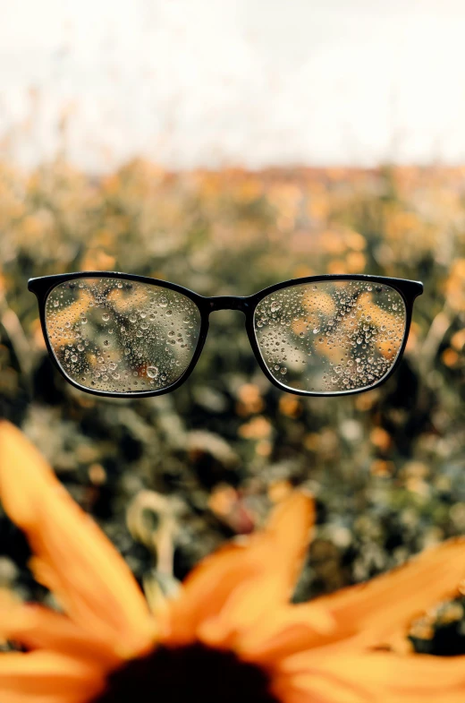 a sunflower and glasses in front of it