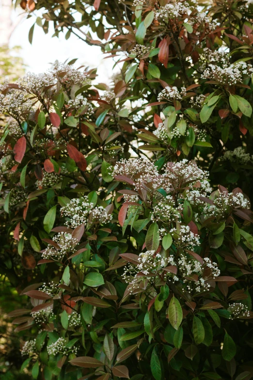 a bush filled with white flowers and lots of green leaves