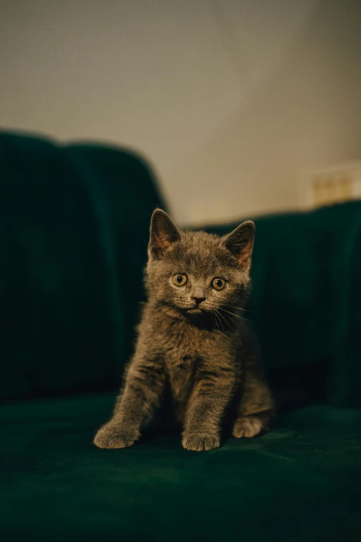 a small kitten sitting on top of a green blanket