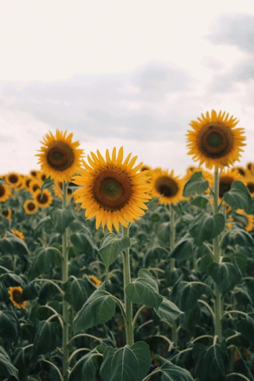 a field of sunflowers during a cloudy day