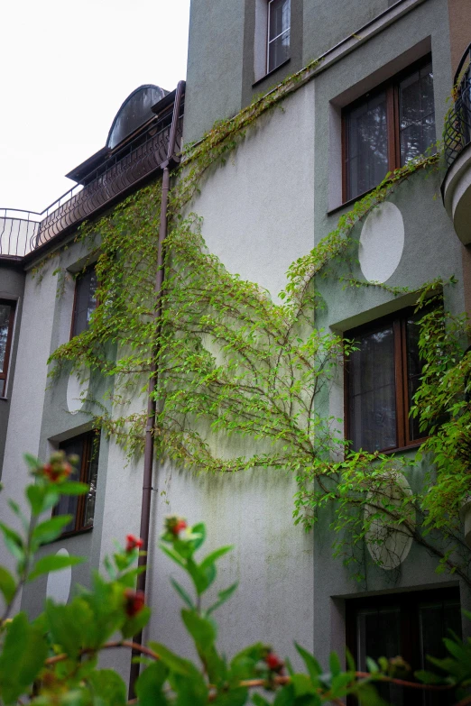 an ivy covered building with windows and windows