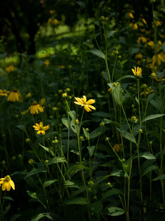 a field full of yellow wild flowers on a sunny day