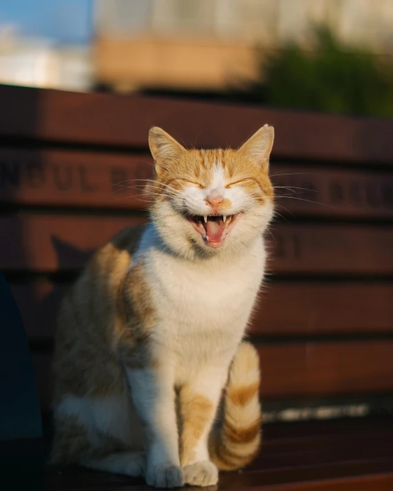 a yellow and white cat sitting on a bench