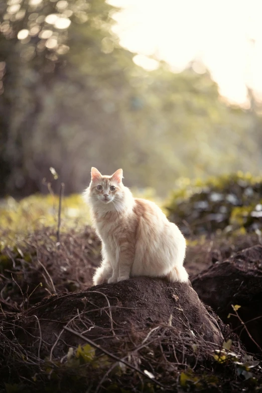 a white cat is sitting in a field