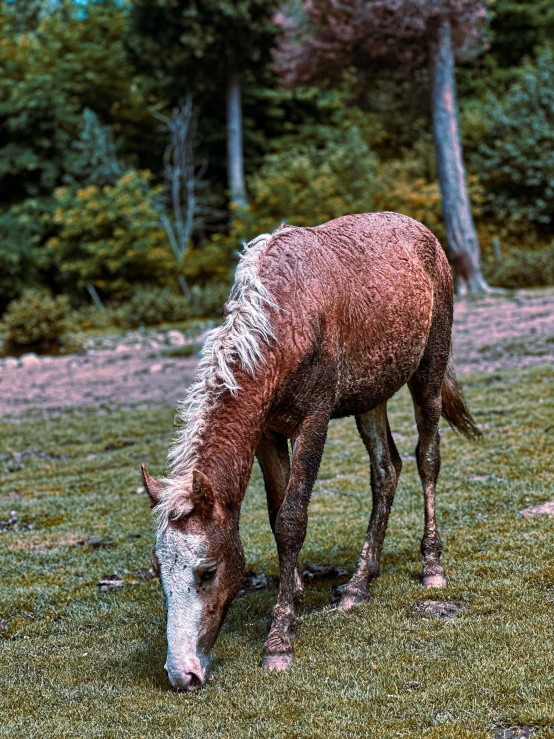 a horse grazing in the field outside