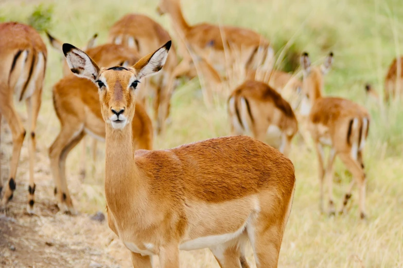 a herd of gazelles walking through tall grass and brush