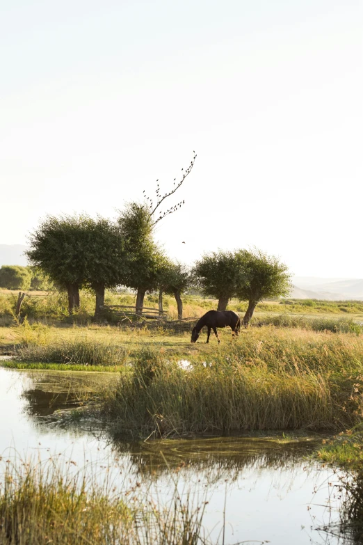 an elephant grazes on the trees in the grass