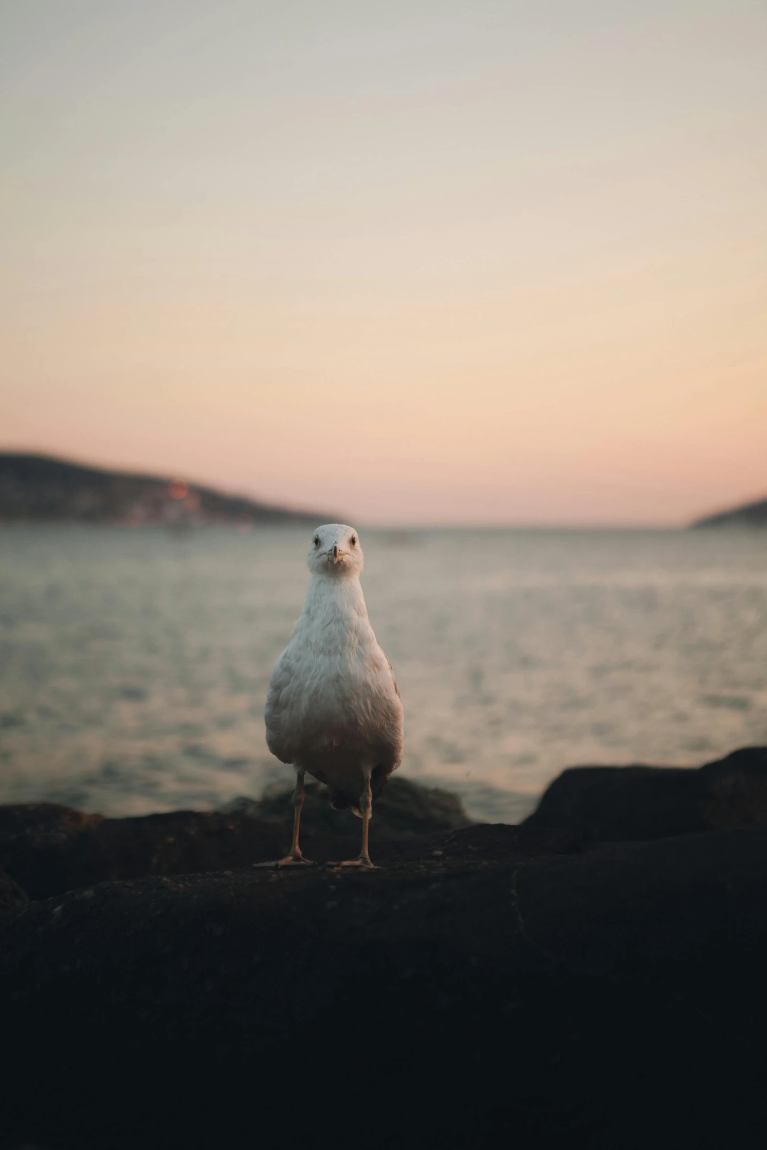 the bird is perched next to the water