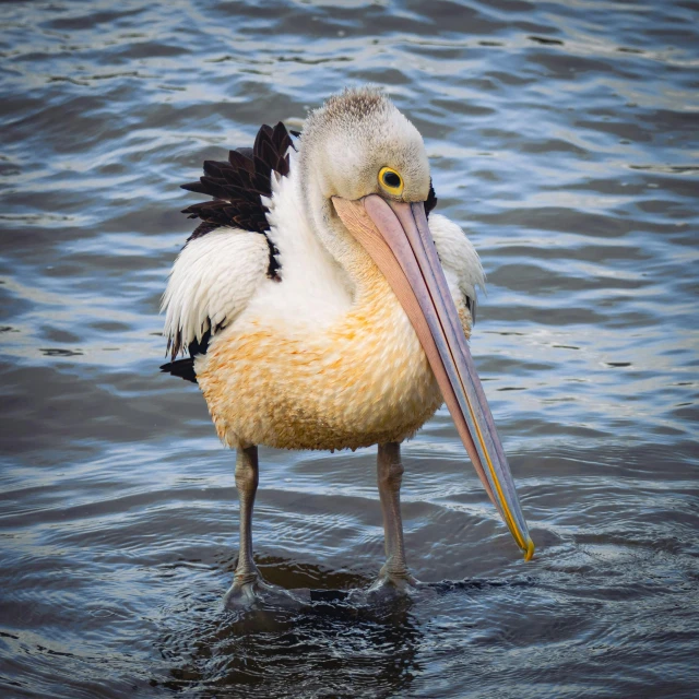 a large bird is standing in the water