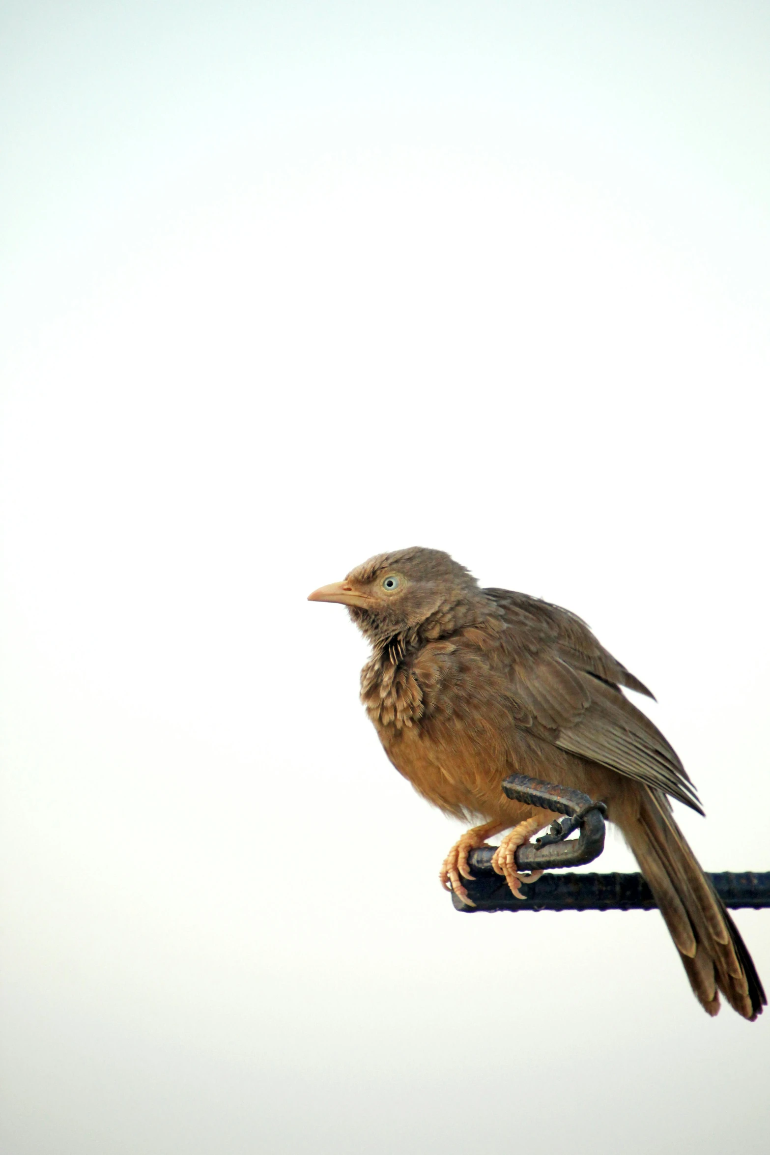 brown bird with long legs sitting on a wire