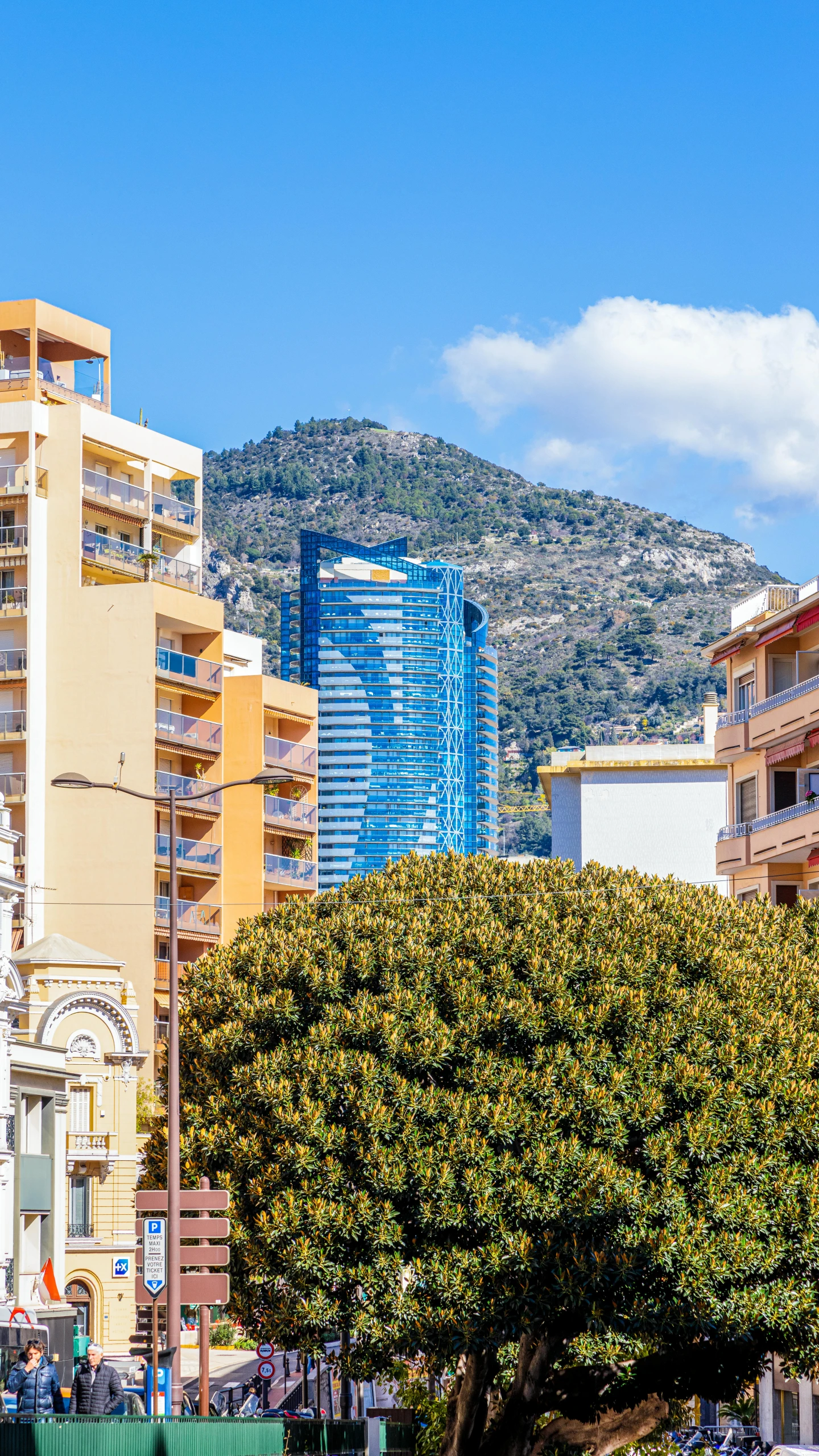 tall buildings stand behind an old tree with a mountain in the background