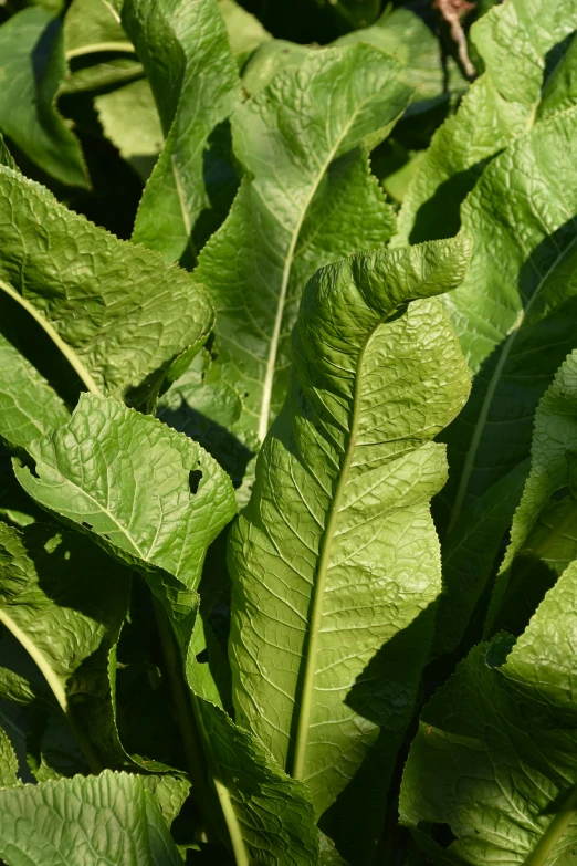 some very big green leaves in a big plant