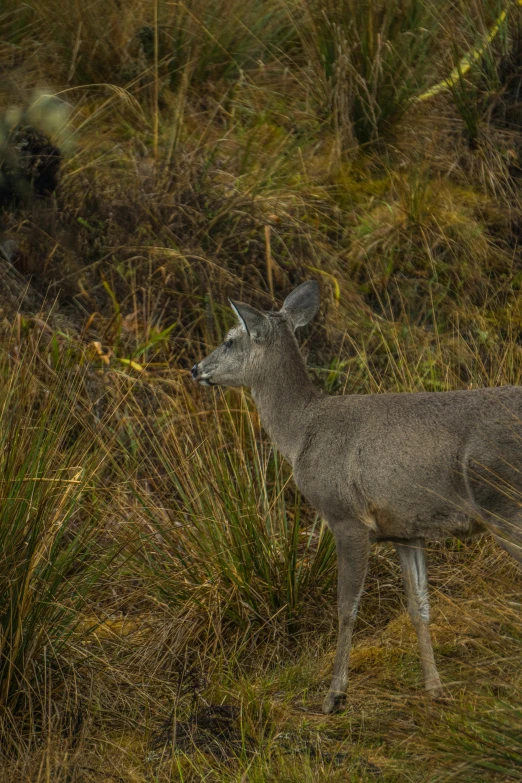 an animal standing in a grassy field next to tall weeds