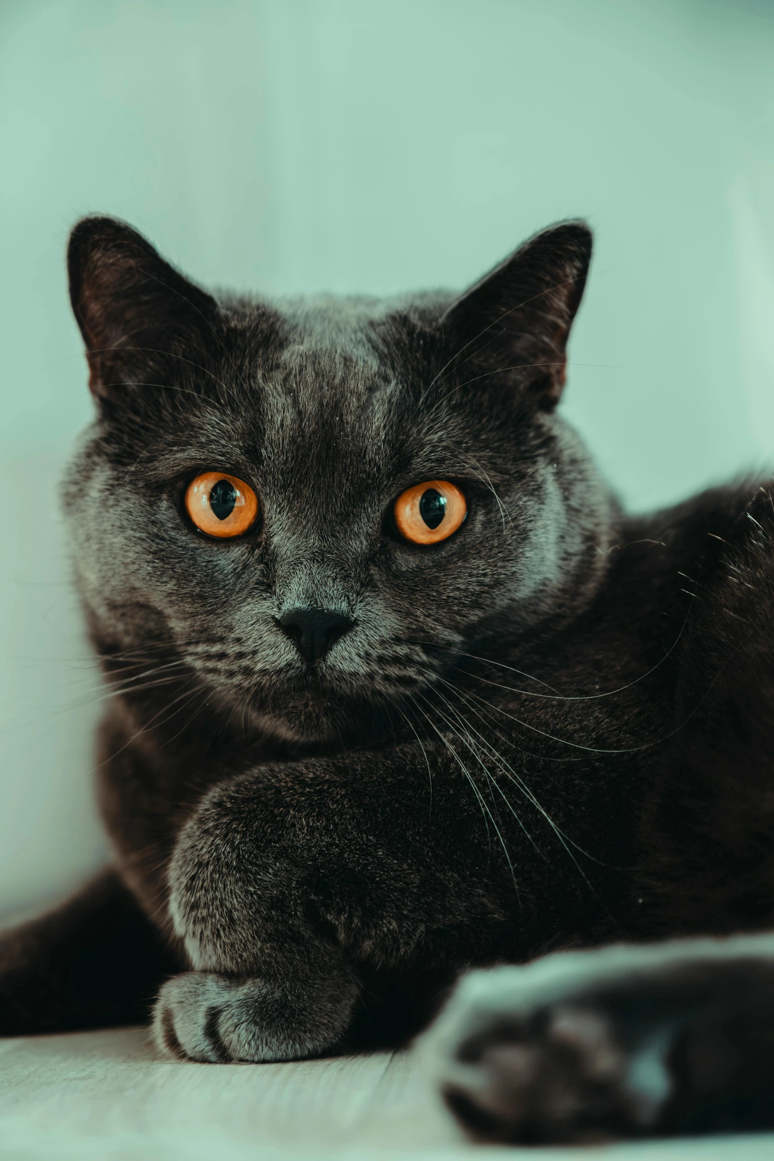 a black cat with orange eyes sitting down