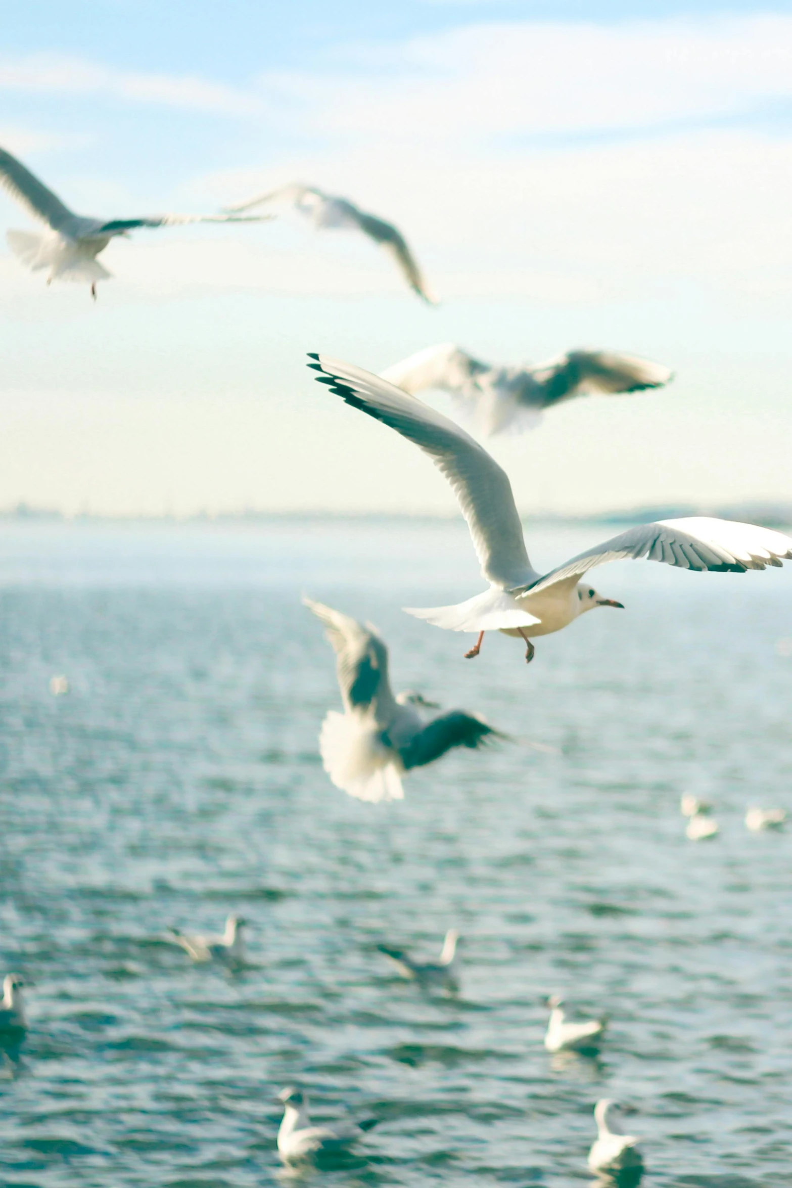 the birds are flying in formation by the water