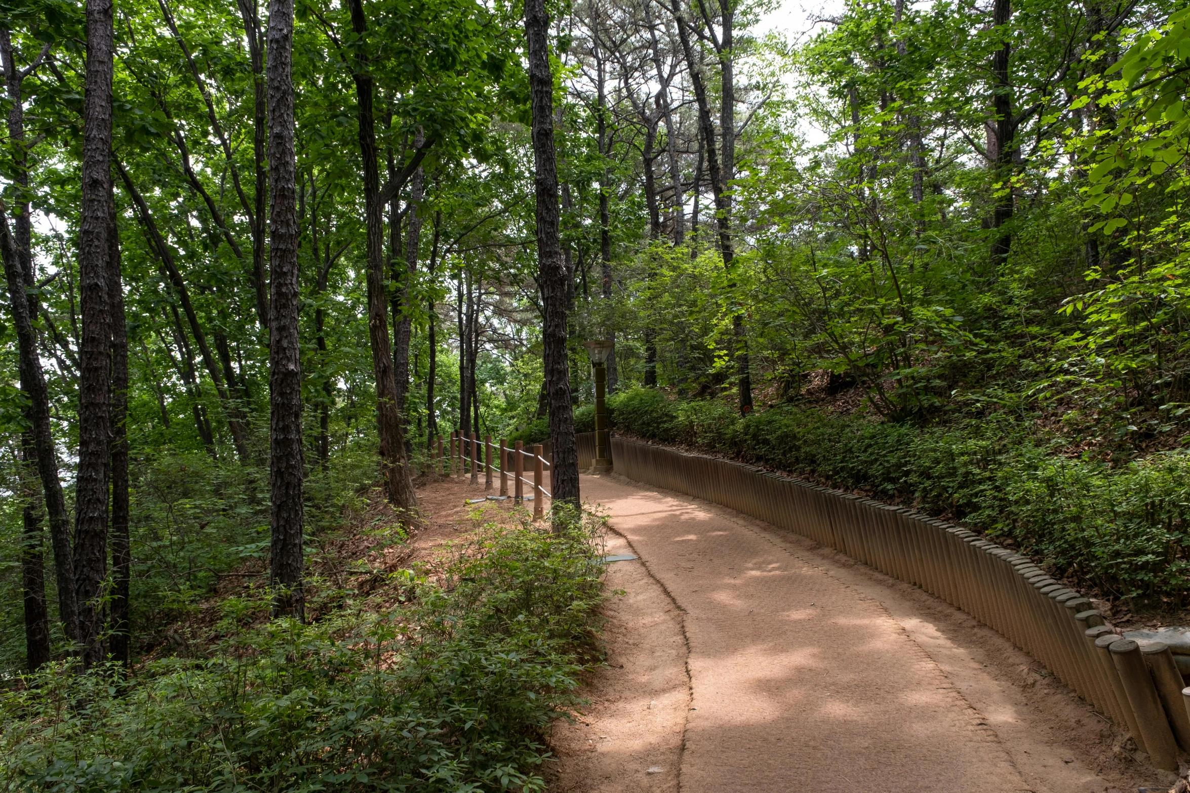 a path in the woods is empty