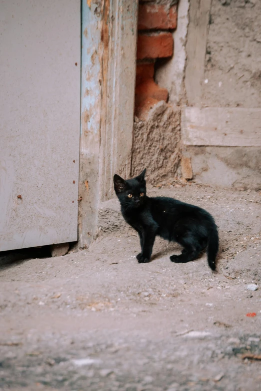 a small black cat sits in front of a door