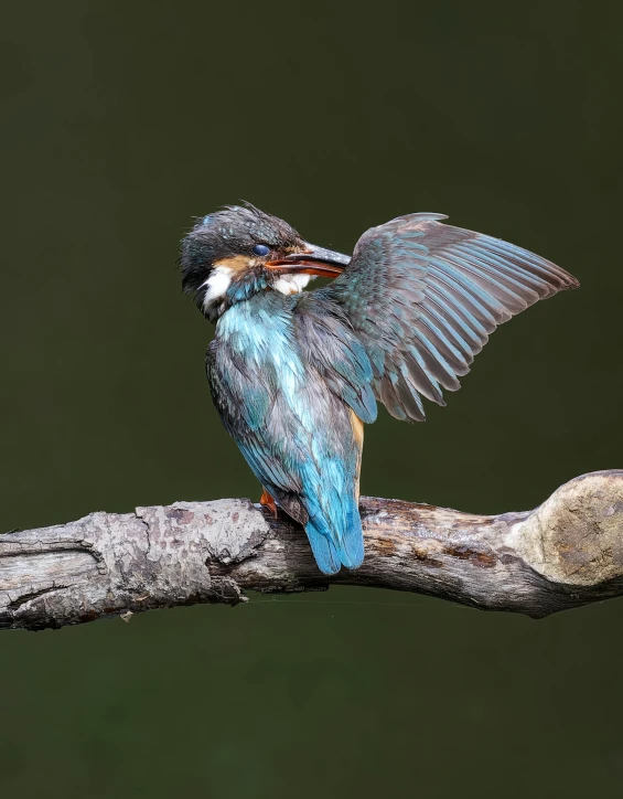 a colorful bird sitting on top of a tree nch