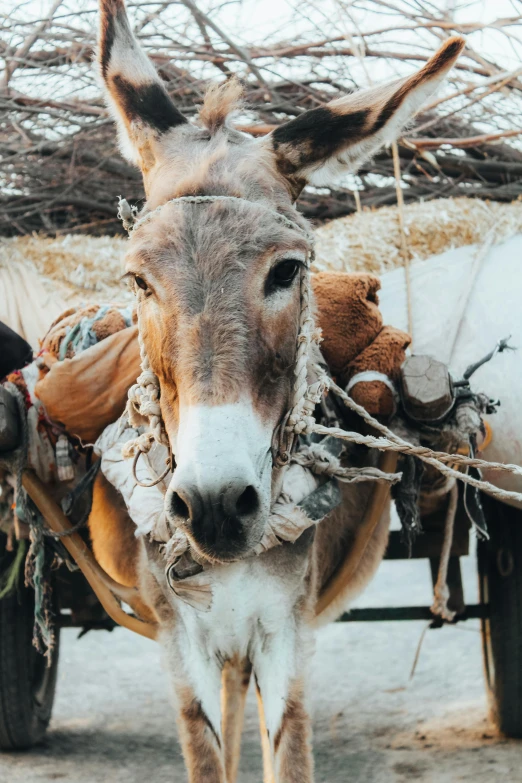 a donkey is tied up by rope and some hay