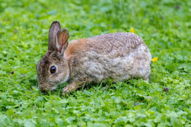 a rabbit standing in the grass by itself