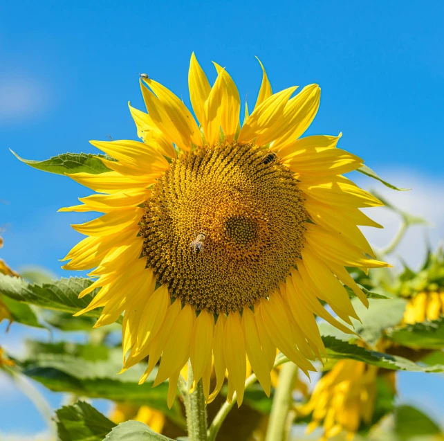 a sunflower with a bee in its middle